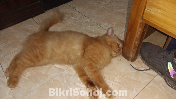 Parshian cat male pure breed
